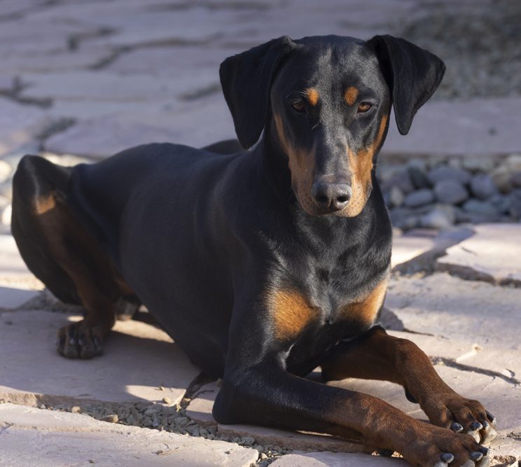 Alma the Doberman on Roma & Alma Photography