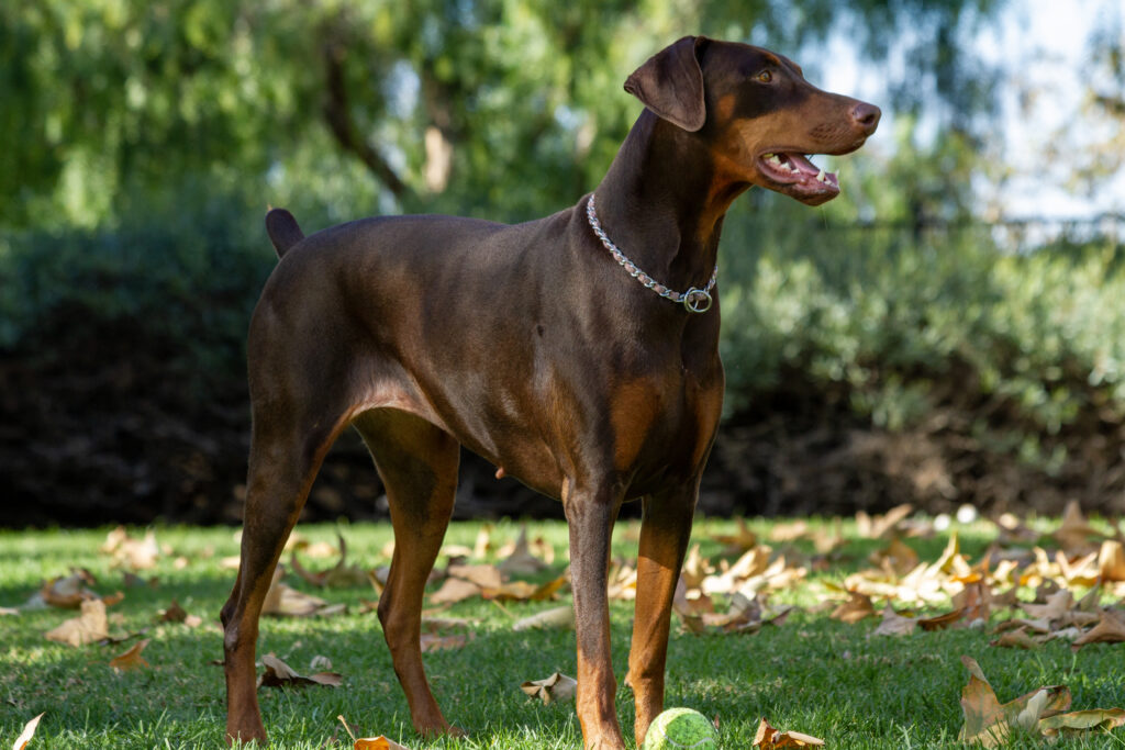 Roma The Doberman on Roma & Alma Photography