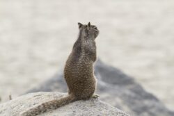 Contemplating Squirrel