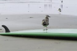 Surfing Sea Gull