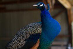 Lovely Peacock
