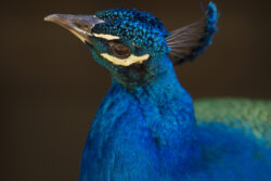 Lovely Peacock