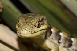 Thinky the Lizard