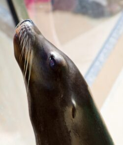 Dreamy Seal