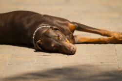 Sunning Roma
