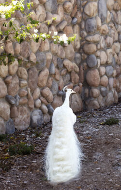 Fred the White Peacock
