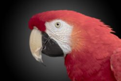Beautiful Macaw