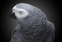 Portrait of a gray parrot