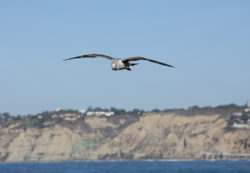Soaring Sea Gull