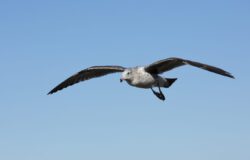 Sea Gull in mid air
