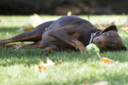 Roma is Tired