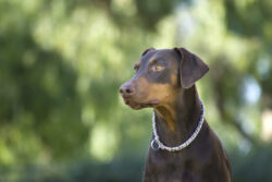 My Sweet Roma