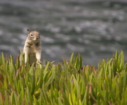 Peek a Boo Squirrel