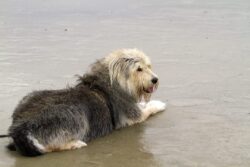 Grover at the Beach
