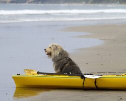 Grover contemplating a trip at sea