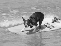 Surfing Ziggy