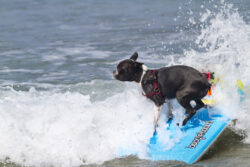 Surfing Ziggy