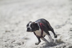 Zipping Ziggy