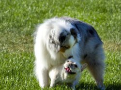 Loving moments Australian Shepherd and French Bullldog