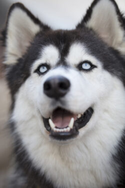 Handsome Siberian Husky