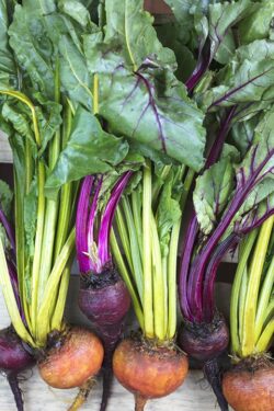 A bunch of golden and purple beets laying on a crate