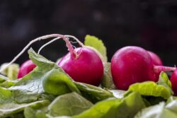 Red radishes laying on a bed of radish leaves on a kitchen counter being prepped for a dish