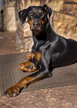 Alma the Doberman