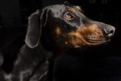 Alma the Doberman Puppy