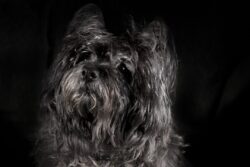 12 year old black Cairn Terrier portrait