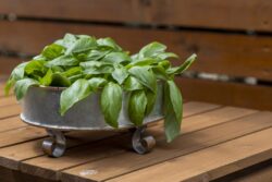 Spring and summer basil, freshly picked and placed in a vintage container on a wood garden cart