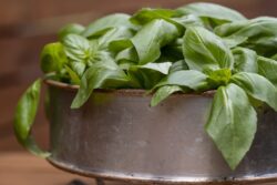 Spring and summer basil, freshly picked and placed in a vintage container on a wood garden cart