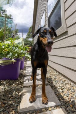 Alma by the vegetable garden