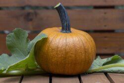 Orange Sugar Pumpkin freshly picked from a homegrown garden in summer