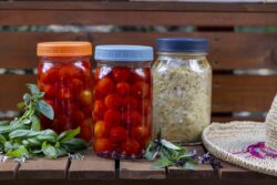 Garden cart wood counter and mason jars with fermenting cherry tomatoes and cabbage, surrounded by fresh basil and thai basil leave and straw hat