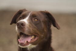 Handsome Rescue