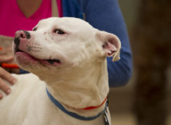 Smiling Pittie