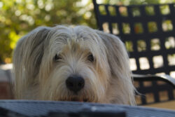 Peek a Boo Grover