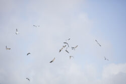 Chaotic Sea Gulls