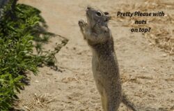 Begging Squirrel