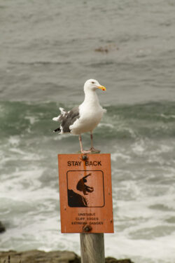 Sea Gull Warning
