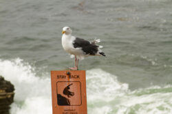 Sea Gull Warning