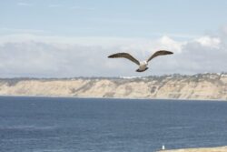 Seagull flying above the cliffs in La Jolla, California