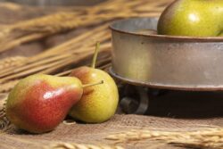 Yellow and red pears on burlap and in vintage pan decorated with wheat grass