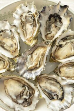 Plate of raw oysters in their shells laid out in a circle