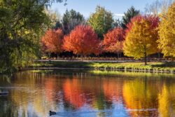 Reds, yellows, greens as colors of trees turn for the fall season in Eagle, Idaho in October