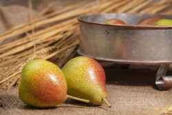 Yellow and red pears on burlap and in vintage pan decorated with wheat grass