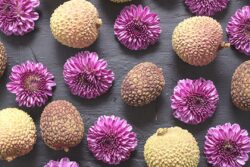 Grouping of Lychee fruit and purple garden mums laid on a slate cutting board