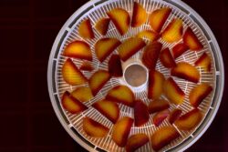 Golden and red beet slices on a dehydrator tray on a table top with red tablecloth