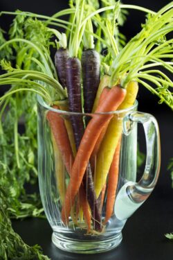 Water pitcher full of orange, yellow and purples carrots with green tops still attached
