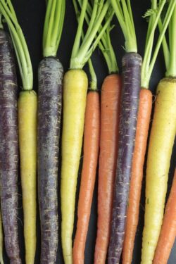 Orange, Yellow and Purple carrots layed out in a row with green tops still attached